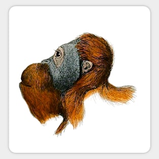 Orangutan Sticker